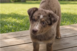 Pharoah - Australian Shepherd for sale