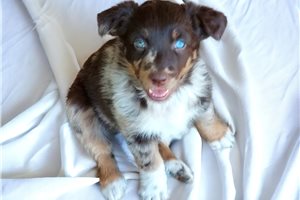 Winifred - puppy for sale