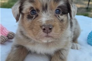 Nyla - Australian Shepherd for sale