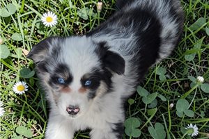 Lori - Australian Shepherd for sale