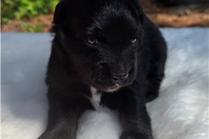 Fantasia - Australian Shepherd for sale