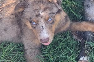 Pharoah - Australian Shepherd for sale