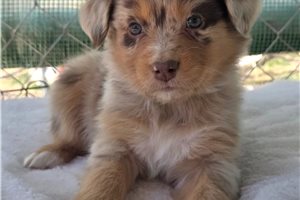 Nyla - Australian Shepherd for sale