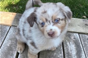 Cisko - Australian Shepherd for sale