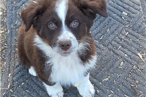 Justin - Australian Shepherd for sale