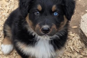 Klaus - Australian Shepherd for sale