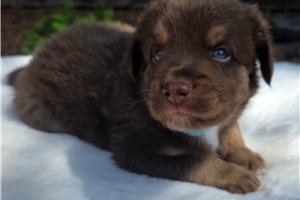 Clark - Australian Shepherd for sale