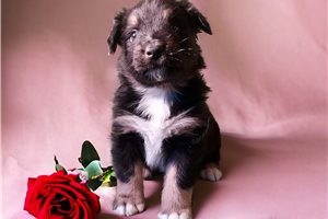 Itty - puppy for sale