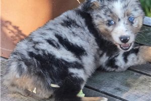 Pandora - Australian Shepherd for sale