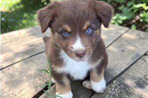 Clarence - Australian Shepherd for sale