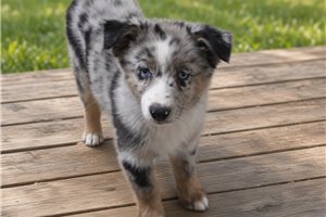 Pandora - Australian Shepherd for sale