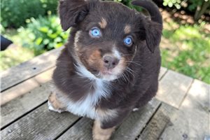 Celo - Australian Shepherd for sale