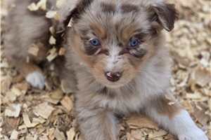 Lydia - puppy for sale