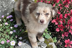 Nevaeh - Australian Shepherd for sale