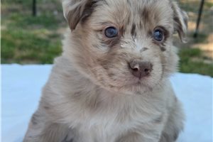 Nevaeh - Australian Shepherd for sale
