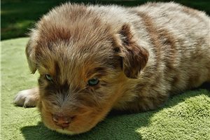 Thorn - puppy for sale