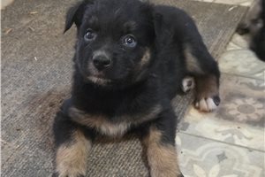 Pheonix - Australian Shepherd for sale