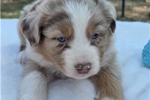 Natasha - Australian Shepherd for sale