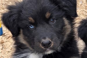 Koen - Australian Shepherd for sale