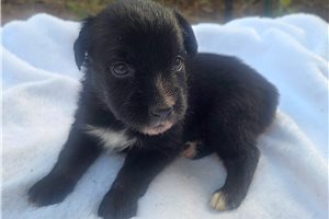 Peyton - Australian Shepherd for sale