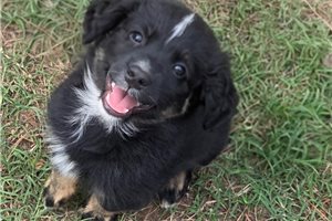 Fletcher - Australian Shepherd for sale