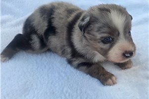 Pandora - Australian Shepherd for sale