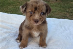 Paxton - puppy for sale