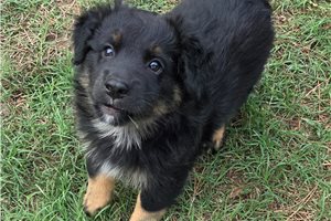 Finn - Australian Shepherd for sale