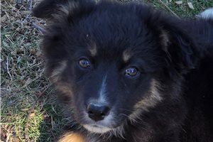 Lorraine - Australian Shepherd for sale