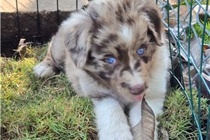 Giselle - puppy for sale
