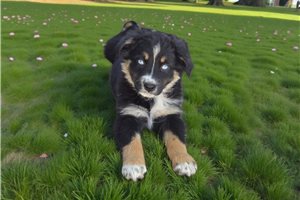 Gabriella - puppy for sale