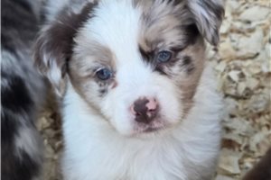 Noreen - Australian Shepherd for sale
