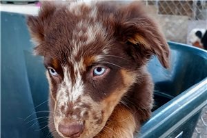 Baisel - puppy for sale