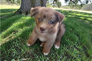 Piper - Australian Shepherd for sale