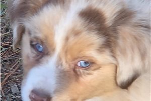 Jaxon - Australian Shepherd for sale