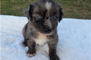 Perseus - Australian Shepherd for sale