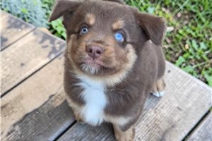 Clark - Australian Shepherd for sale