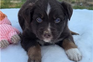 Nikki - Australian Shepherd for sale