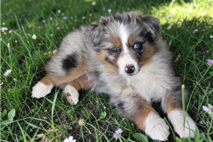 Luther - Australian Shepherd for sale