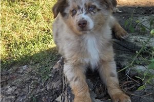Cisko - Australian Shepherd for sale