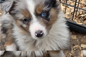 Luther - puppy for sale