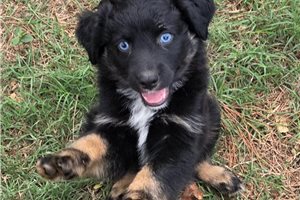 Finley - Australian Shepherd for sale