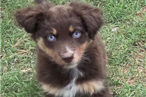 Celo - Australian Shepherd for sale