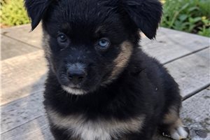 Pheonix - Australian Shepherd for sale