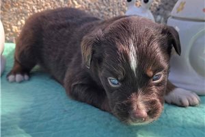 Nikki - puppy for sale