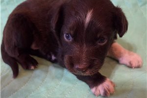 Clement - Australian Shepherd for sale