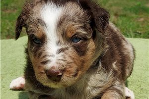 Carrie - puppy for sale