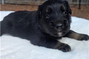 Finn - puppy for sale