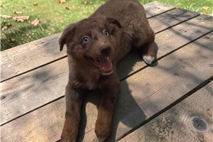 Piper - Australian Shepherd for sale