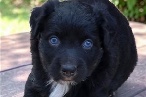 Finley - Australian Shepherd for sale